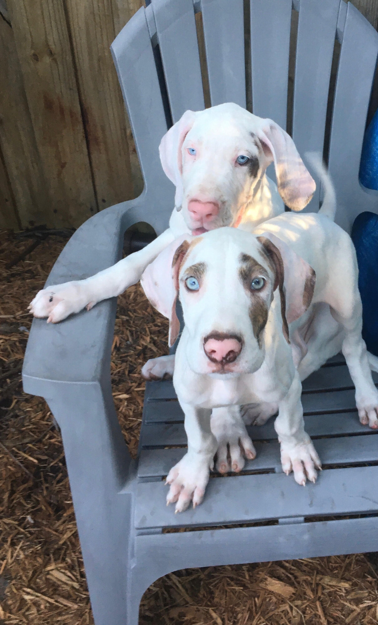 Great Dane puppy